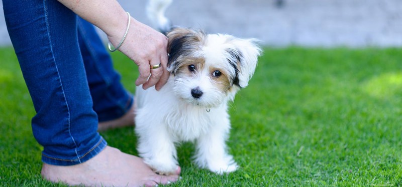 Do Dogs Experience Attachment? Understanding Their Emotional Bonds