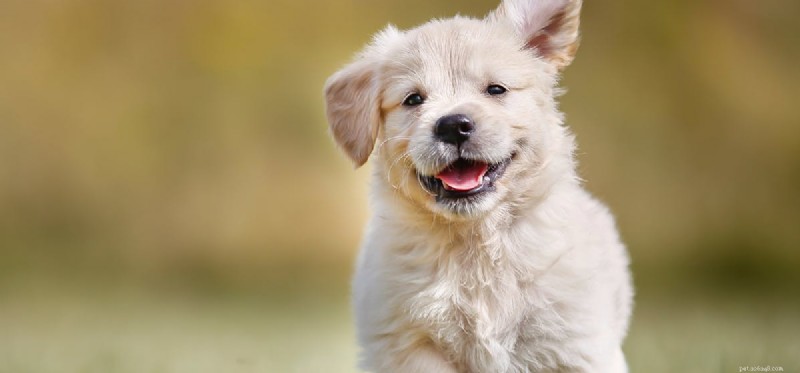 Do Dogs Experience Attachment? Understanding Their Emotional Bonds