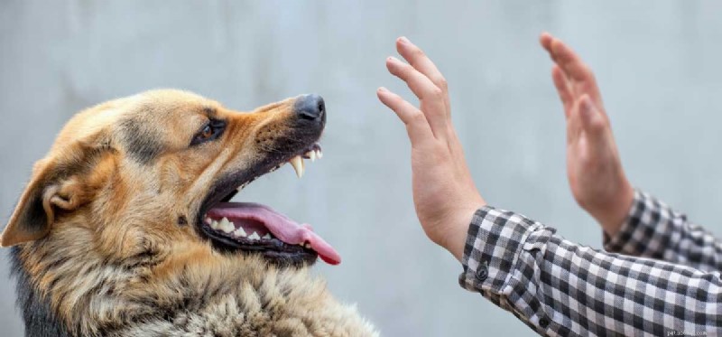 How Dogs Detect Human Negative Energy