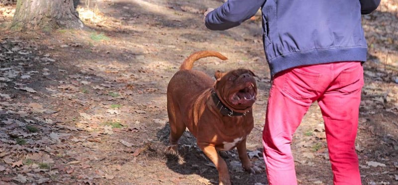 How Dogs Detect Human Negative Energy