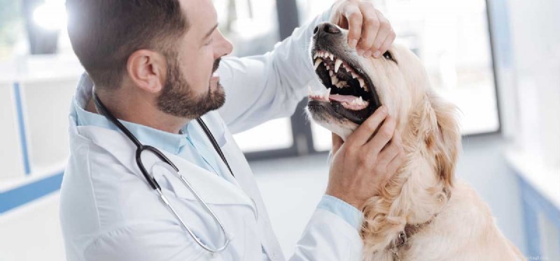 How Dogs Detect Human Negative Energy