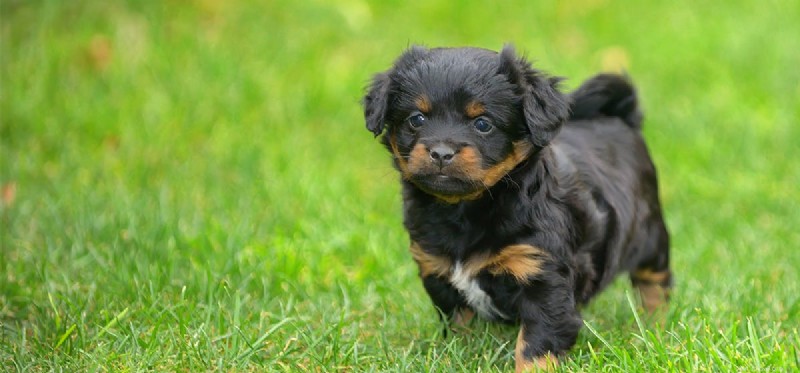 Do Dogs Experience Betrayal? Exploring Canine Emotions