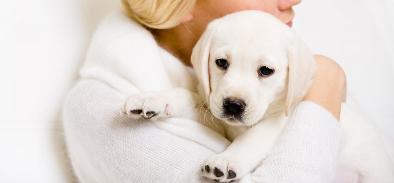 Do Dogs Experience Betrayal? Exploring Canine Emotions