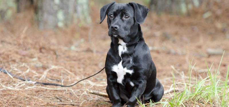 Do Dogs Experience Betrayal? Exploring Canine Emotions