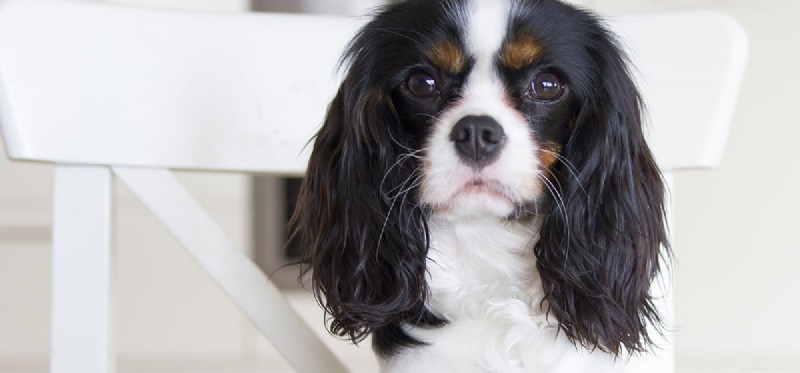 Do Dogs Experience Betrayal? Exploring Canine Emotions