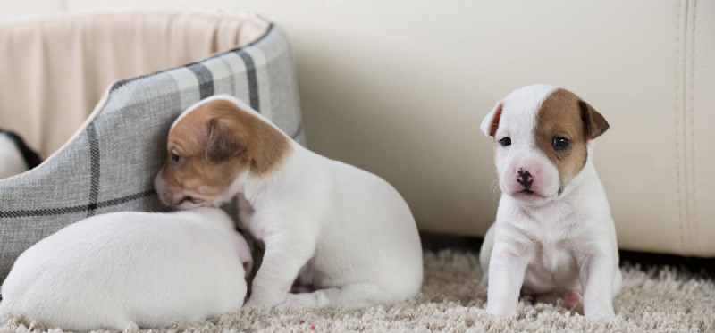 Do Dogs Experience Betrayal? Understanding Their Emotional Capacity