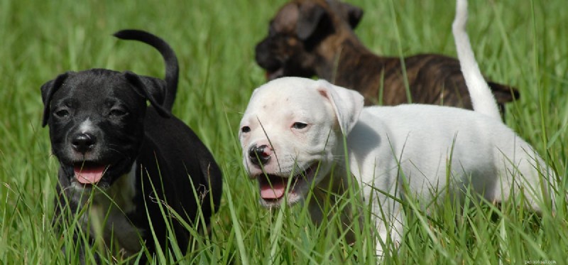 Do Dogs Experience Betrayal? Understanding Their Emotional Capacity