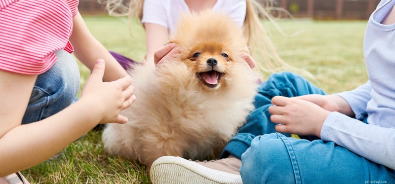 Can Dogs Experience Bullying? Understanding Their Emotional Impact
