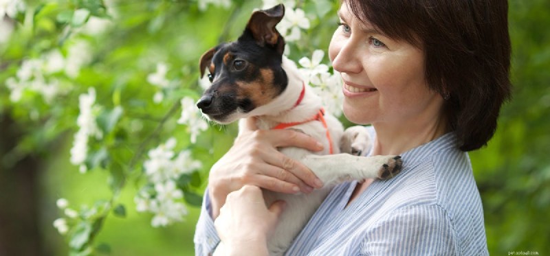 Can Dogs Experience Bullying? Understanding Their Emotional Impact
