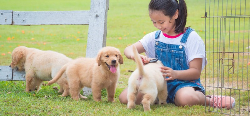 Can Dogs Experience Bullying? Understanding Their Emotional Impact
