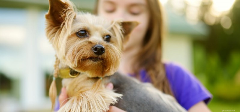 Can Dogs Experience Bullying? Understanding Their Emotional Impact