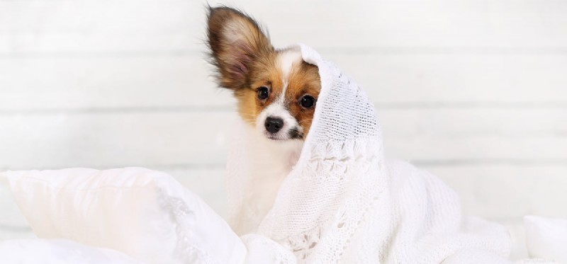 How to Help Your Dog Stay Calm and Content