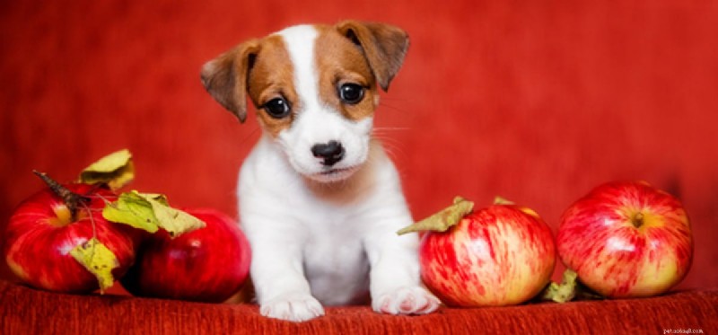 How to Help Your Dog Stay Calm and Content