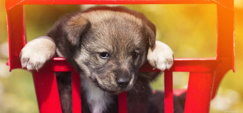 How to Help Your Dog Stay Calm and Content