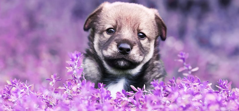 Do Dogs Experience Joy? Insights into Canine Happiness