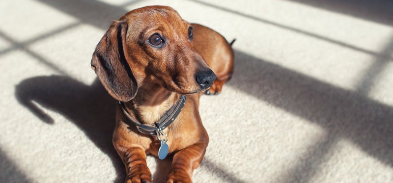 Can Dogs Experience Claustrophobia? Understanding Their Fear of Enclosed Spaces