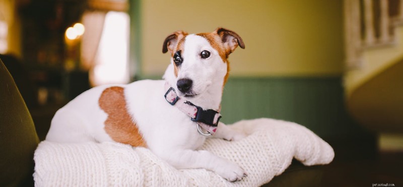 Can Dogs Experience Claustrophobia? Understanding Their Fear of Enclosed Spaces