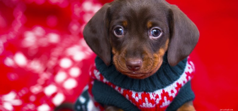 Can Dogs Experience Claustrophobia? Understanding Their Fear of Enclosed Spaces