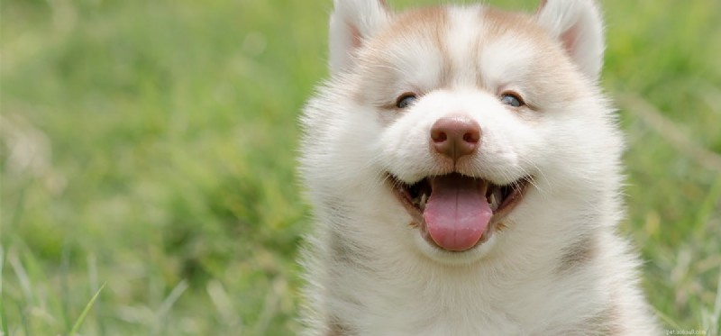 Do Dogs Truly Commit? Understanding Their Emotional Capacity