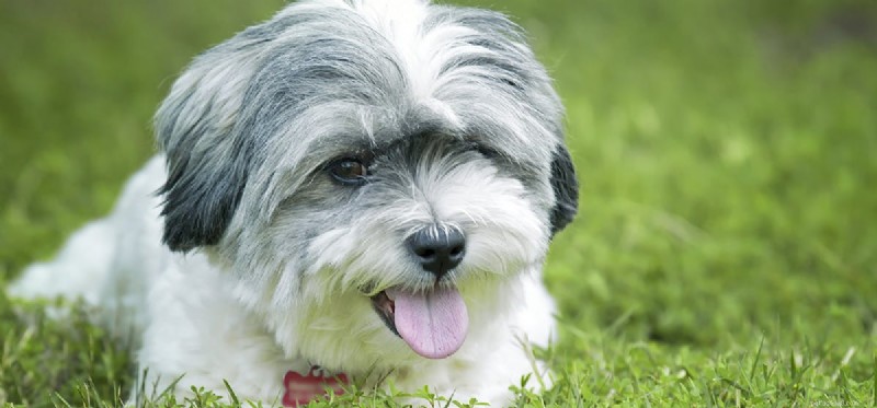 Do Dogs Truly Commit? Understanding Their Emotional Capacity