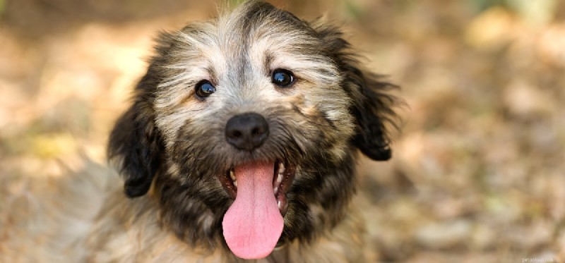 Do Dogs Truly Commit? Understanding Their Emotional Capacity