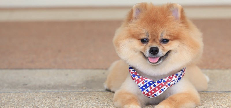 Do Dogs Truly Commit? Understanding Their Emotional Capacity