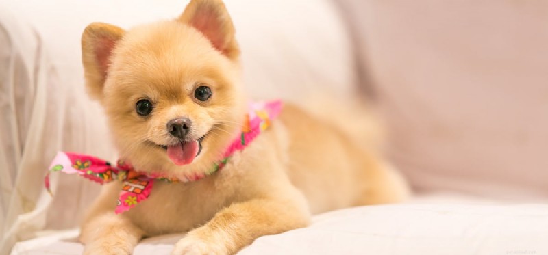 Do Dogs Experience Confidence? Understanding Canine Self-Assurance