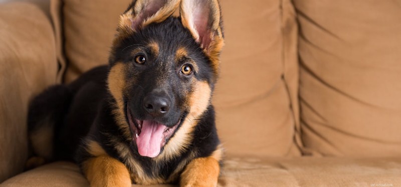 Do Dogs Experience Confidence? Understanding Canine Self-Assurance