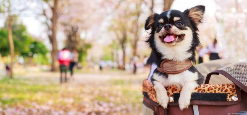 Do Dogs Experience Confidence? Understanding Canine Self-Assurance