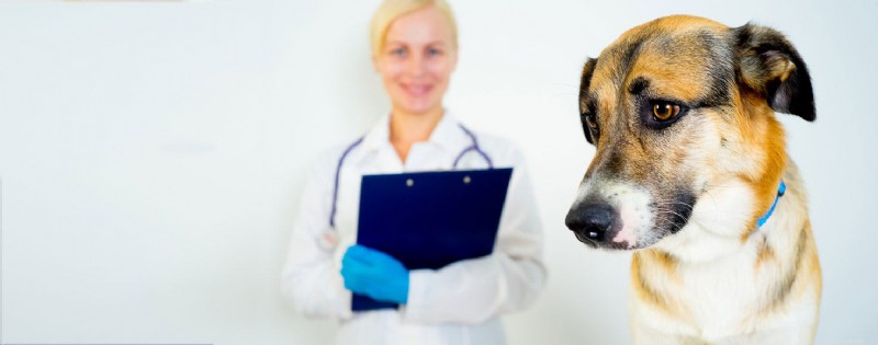 Do Dogs Experience Depression? Understanding Signs and Care