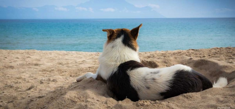 Do Dogs Experience Depression? Understanding Signs and Care