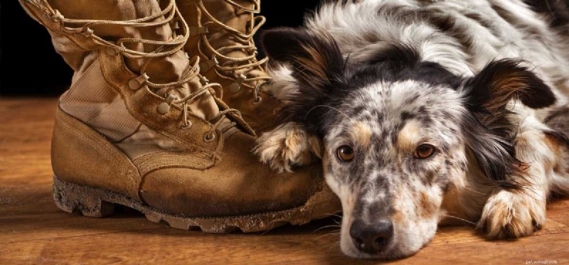 Do Dogs Experience Depression? Understanding Signs and Care