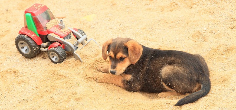 Do Dogs Experience Disappointment? Understanding Their Emotional World