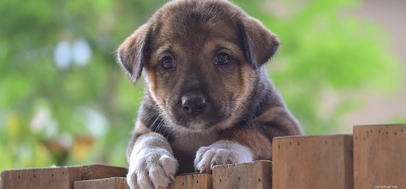 Do Dogs Experience Disappointment? Understanding Their Emotional World