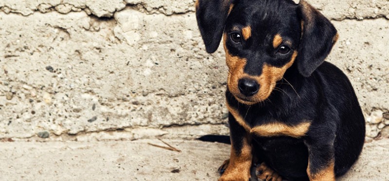 Do Dogs Experience Disappointment? Understanding Their Emotional World