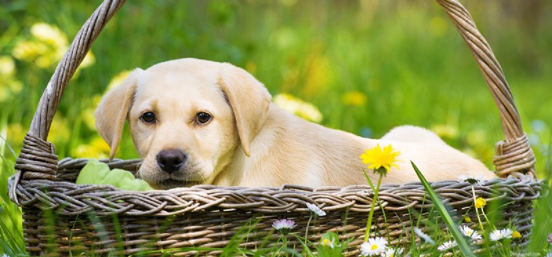 Do Dogs Experience Disdain? Exploring Canine Emotions