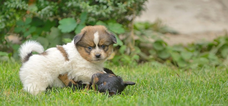 Do Dogs Experience Disdain? Exploring Canine Emotions