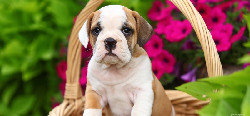 Do Dogs Experience Disdain? Exploring Canine Emotions