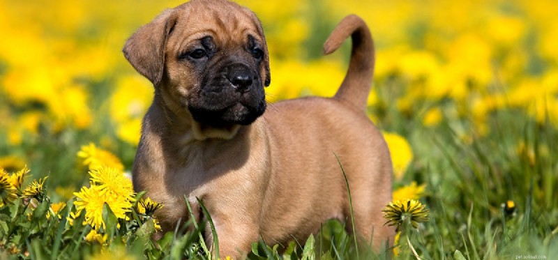 Do Dogs Experience Disdain? Exploring Canine Emotions