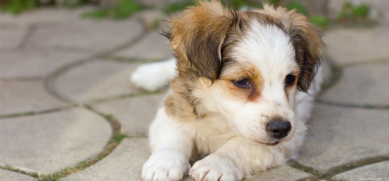 Do Dogs Experience Dysphoria? Insights into Their Emotional Well-Being