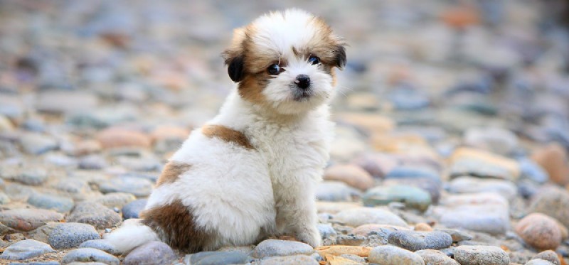 Do Dogs Experience Dysphoria? Insights into Their Emotional Well-Being