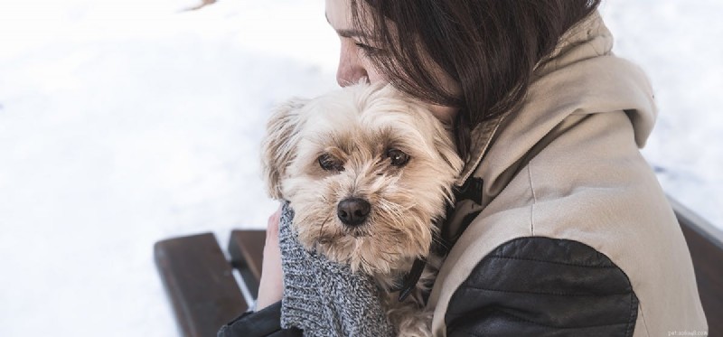 Do Dogs Experience Dysphoria? Insights into Their Emotional Well-Being