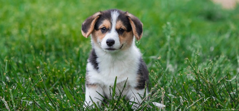 Do Dogs Experience Euphoria? A Scientific Exploration