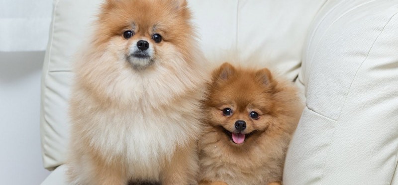 Do Dogs Experience Euphoria? A Scientific Exploration