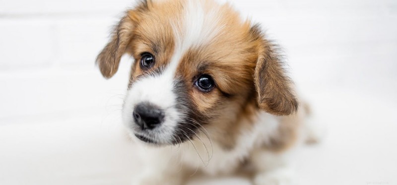 Do Dogs Experience Euphoria? A Scientific Exploration