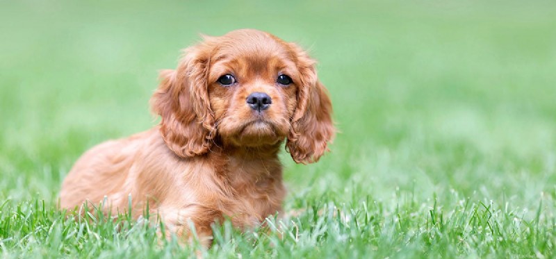 Do Dogs Experience Euphoria? A Scientific Exploration