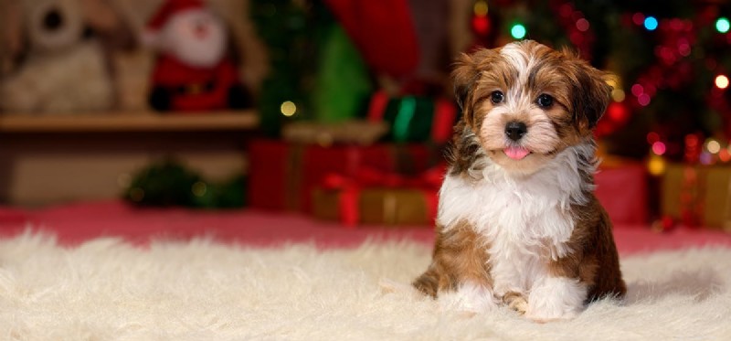 Understanding How Dogs Experience Euthanasia: A Compassionate Guide