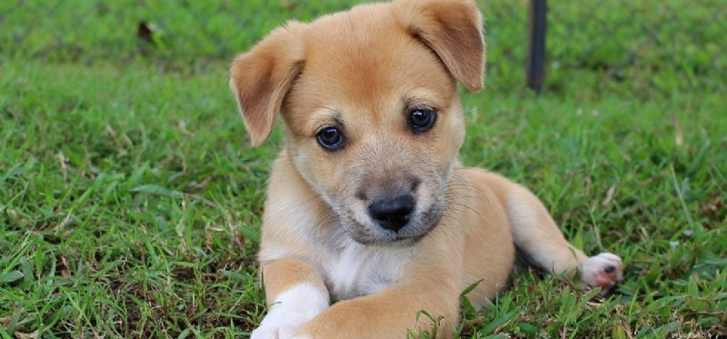Can Dogs Truly Feel Excitement? Understanding Their Emotional World