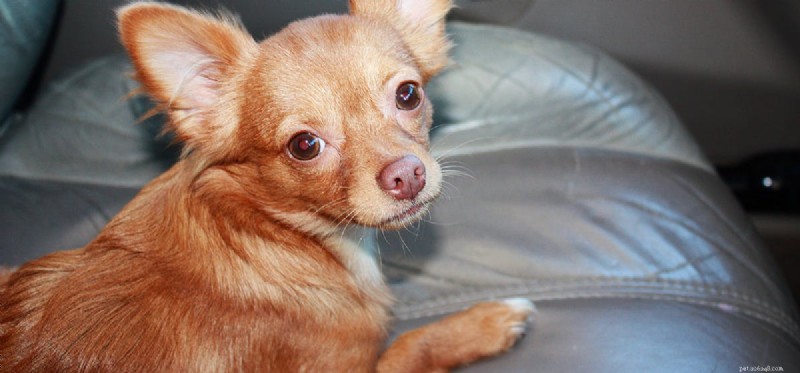 Do Dogs Experience Fear? Understanding Their Emotions