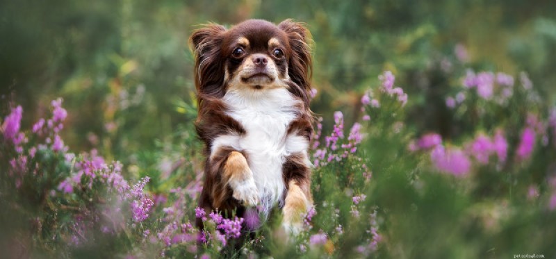 Do Dogs Experience Fear? Understanding Their Emotions